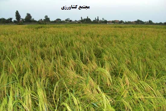 تصاویر آگهی واگذاری