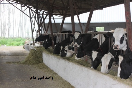 تصاویر آگهی واگذاری